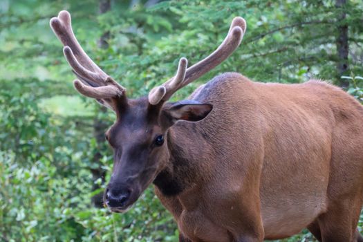 Close-up of a wild elk with antlers in Banff National Park's lush forest.