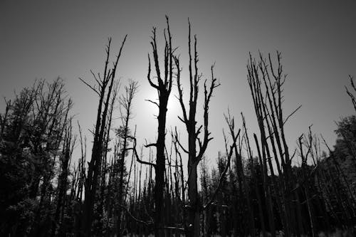 Black and White Photo of Burned Trees 