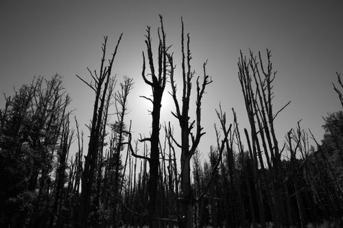 Free Black and white silhouette of trees in a forest post-fire, illustrating deforestation impact. Stock Photo