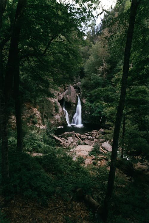 Foto d'estoc gratuïta de arbres, bosc, cascada