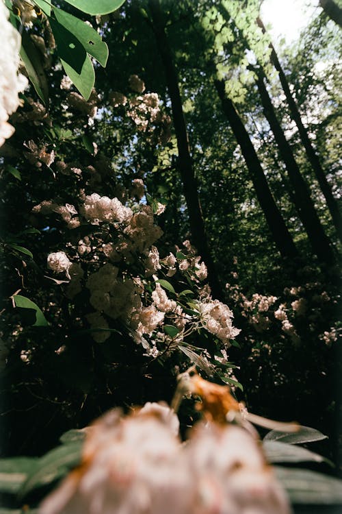 Foto profissional grátis de árvores, flores, floresta