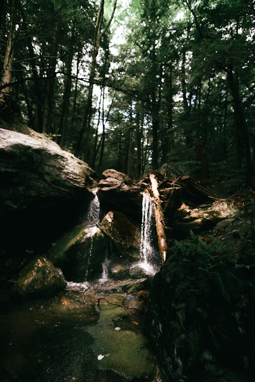 Foto d'estoc gratuïta de aigua que flueix, arbres, bosc