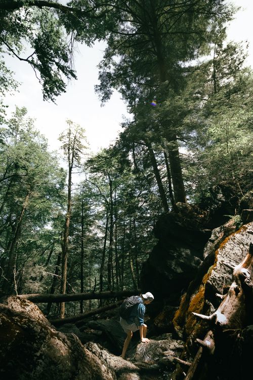 Free A lone hiker ascends a rugged forest trail surrounded by lush trees and rocks. Stock Photo