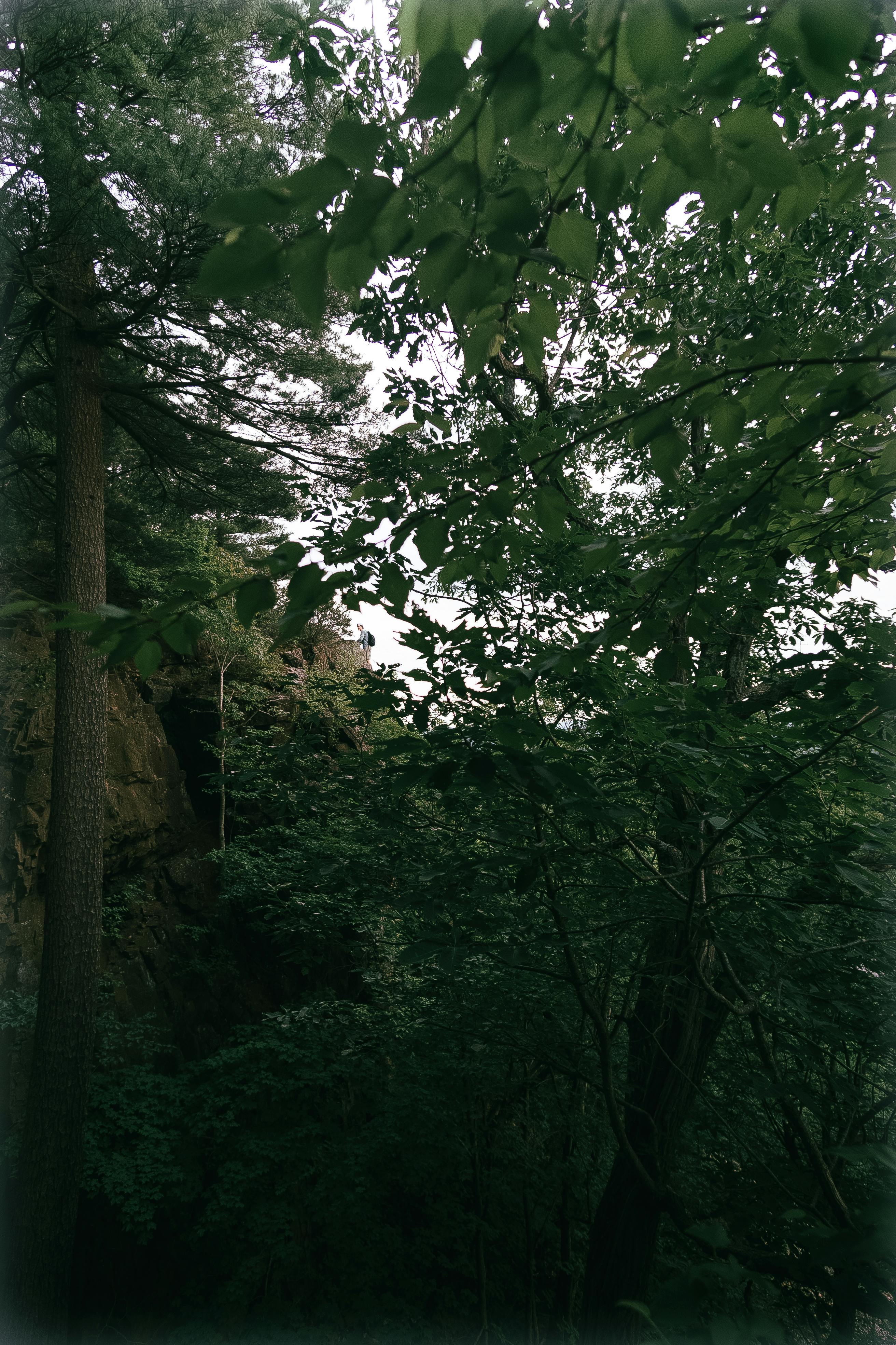 A tranquil forest scene with dense greenery and tall trees under natural light.