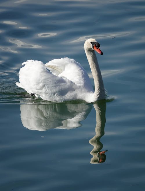 Foto profissional grátis de água, animal, ave