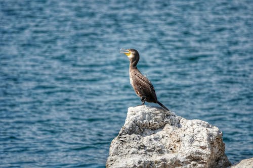 Foto profissional grátis de animal, ave, cormorão japonês