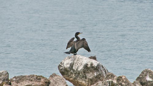 Imagine de stoc gratuită din animal, apă, cormoranul japonez