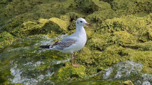 Gratis stockfoto met achtergrond, detailopname, dierenfotografie