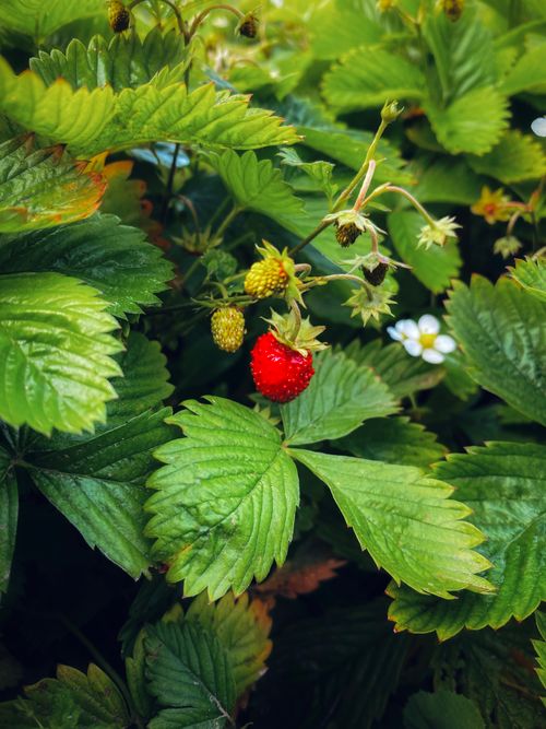Free A vibrant wild strawberry plant with green leaves and ripe red strawberry fruit in natural light. Stock Photo