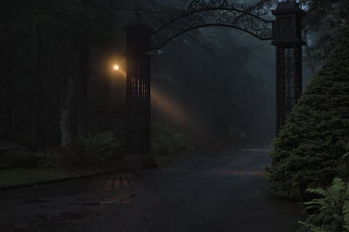 Gate in Forest under Fog