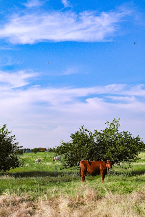 垂直拍摄, 奶牛, 家畜 的 免费素材图片