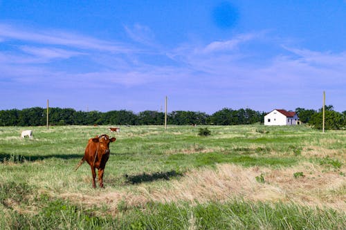 Cows on a Pasture in the Countryside 