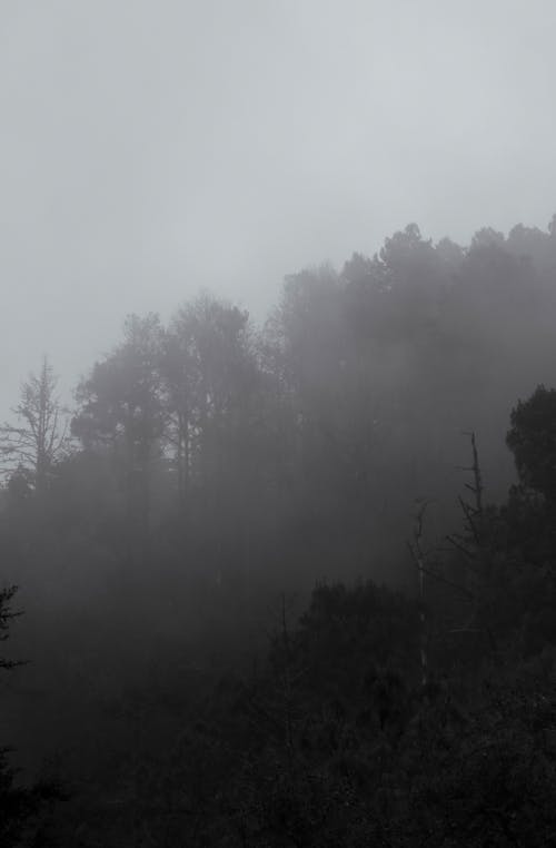 Photos gratuites de arbres, brouillard, forêt