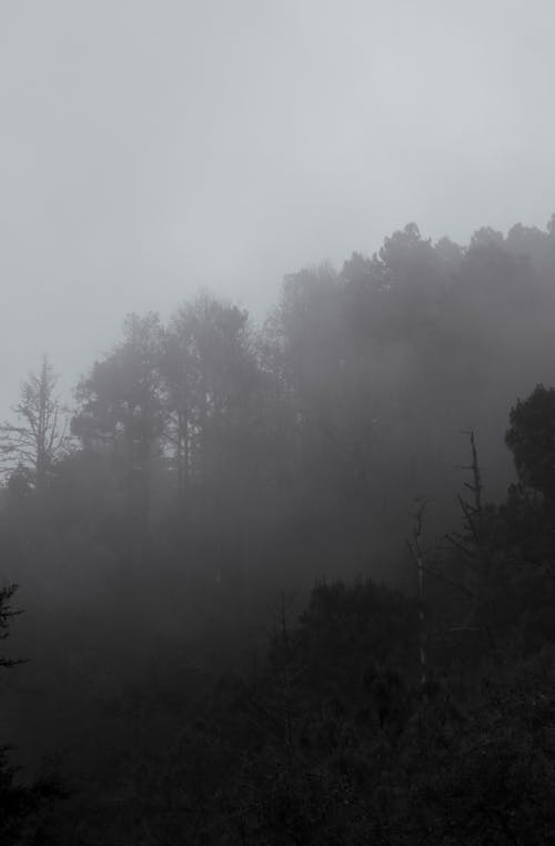 Foto profissional grátis de árvores, cenário, floresta