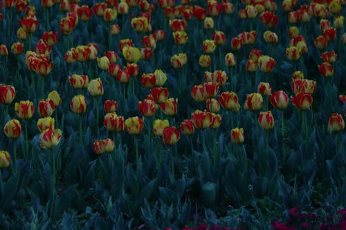 Foto profissional grátis de abundância, canteiro de flores, cheio de cor