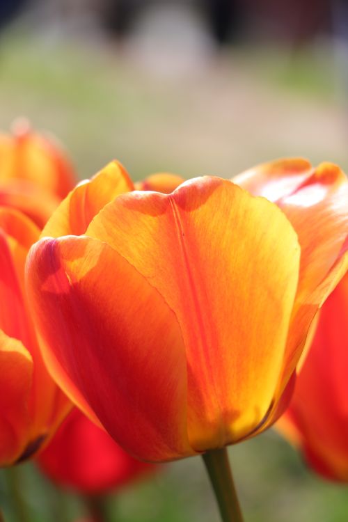 Free Close-up of a vibrant orange tulip in natural sunlight, showcasing delicate petals. Stock Photo