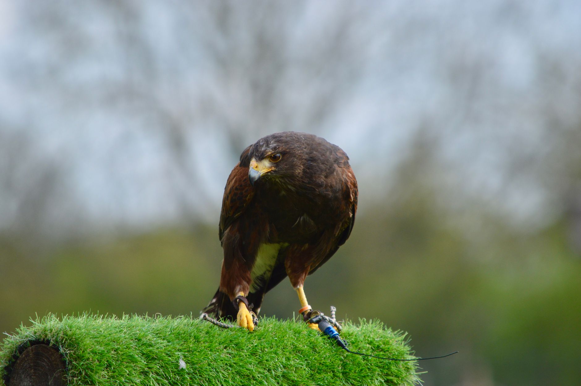 realistic bird scare hawk decoy garden UK