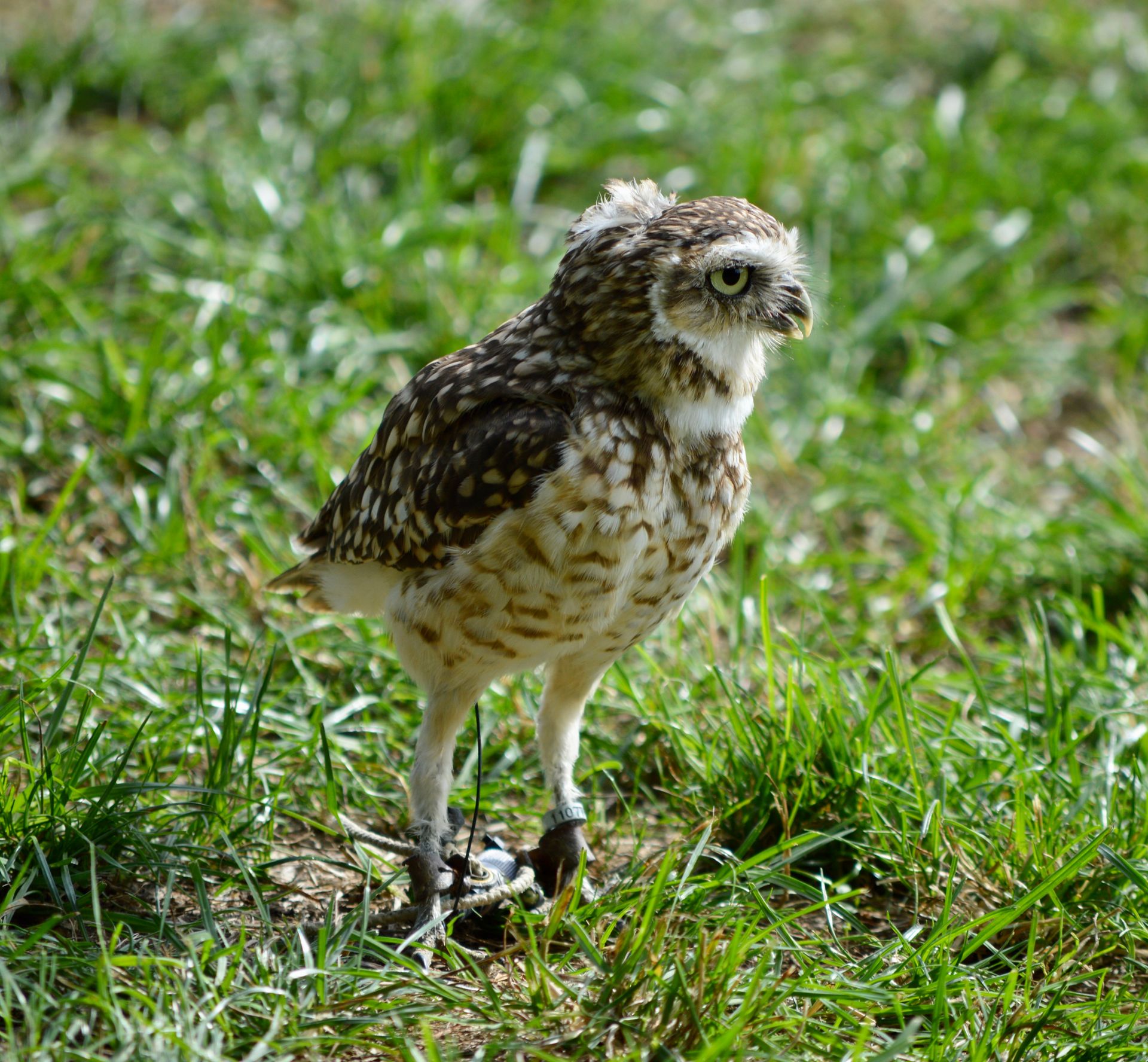 A Burrowing Owl on the Ground