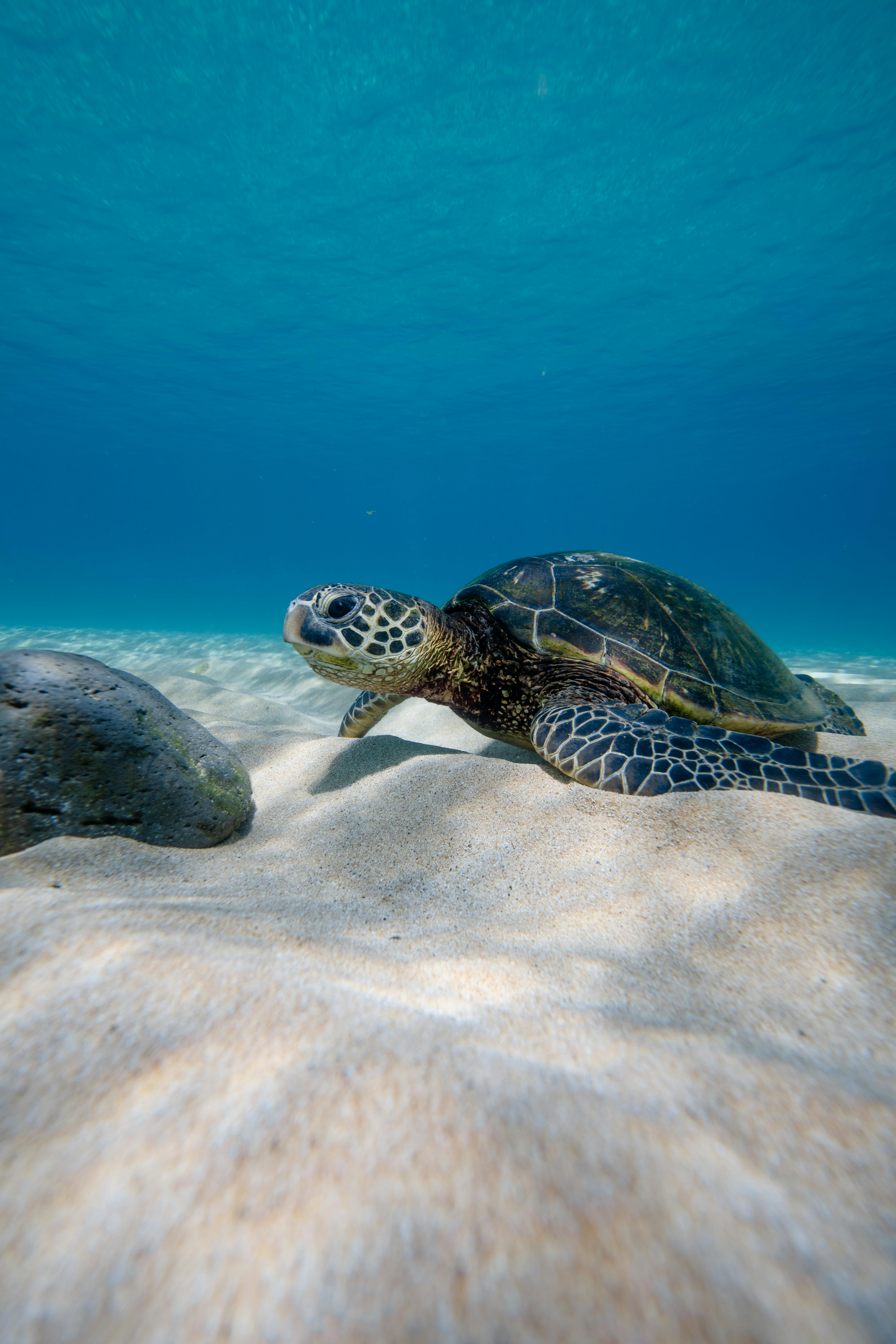 Sea Turtle on the Bottom of the Sea · Free Stock Photo