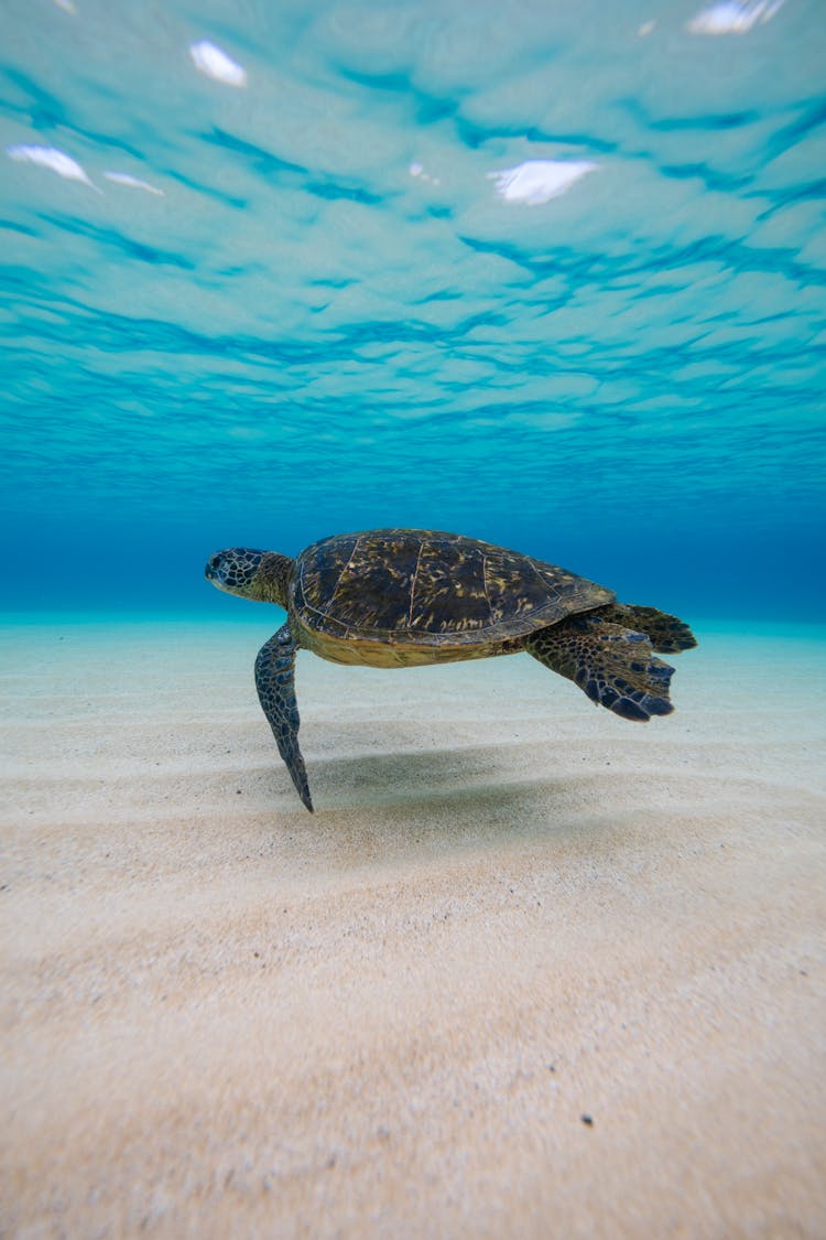 Turtle Swimming In Sea