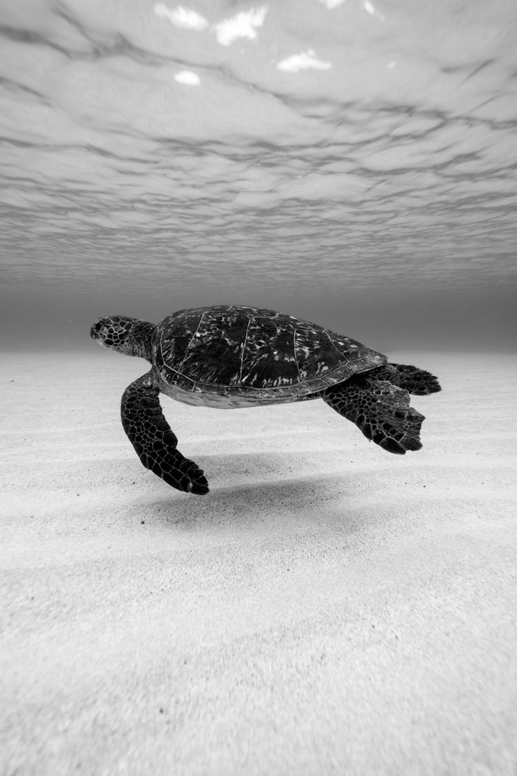 Turtle In Sea In Black And White