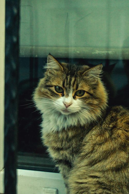 Free A cute furry tabby cat sitting by a window, captured indoors in İstanbul. Stock Photo