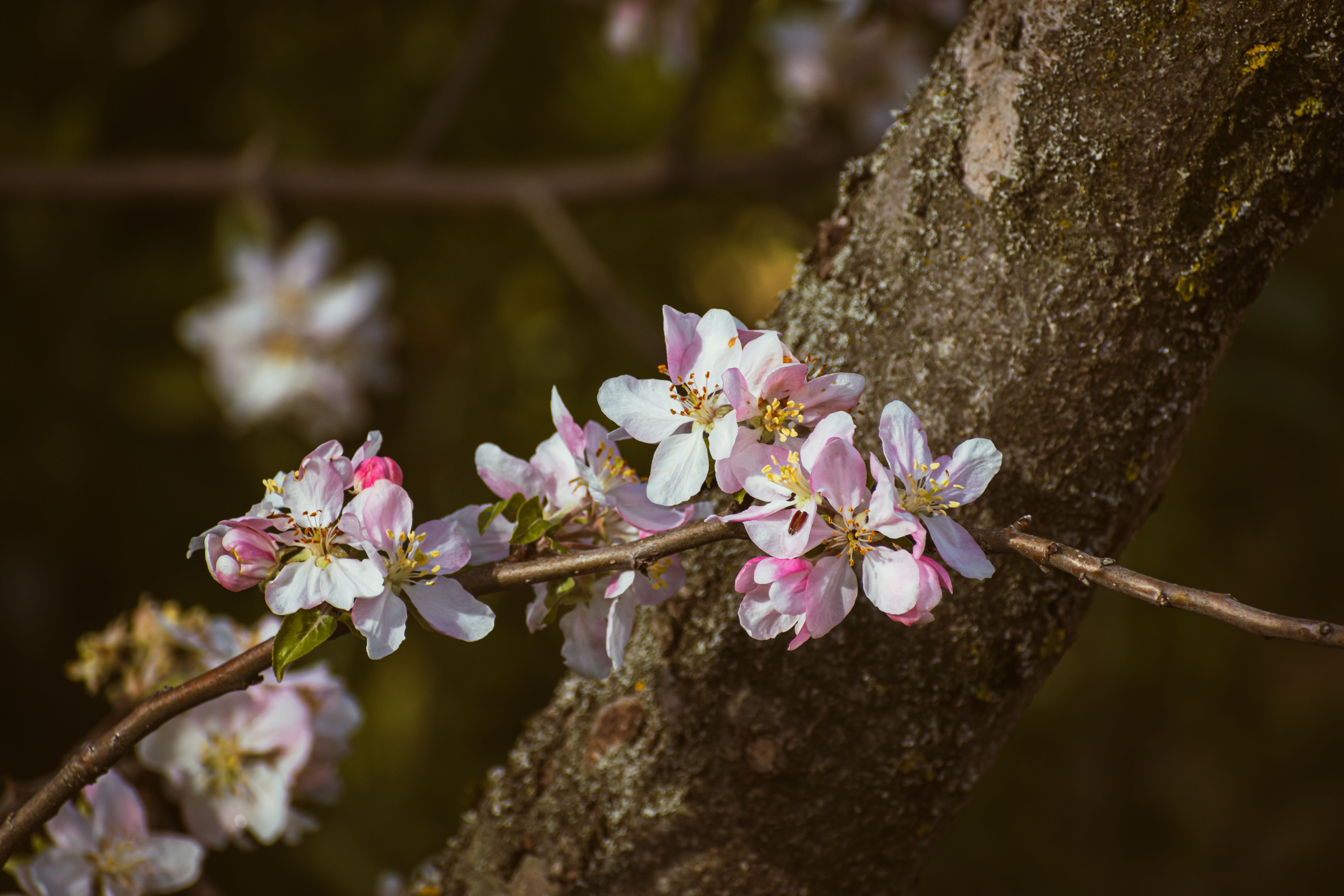 A branch with pink flowers on it · Free Stock Photo
