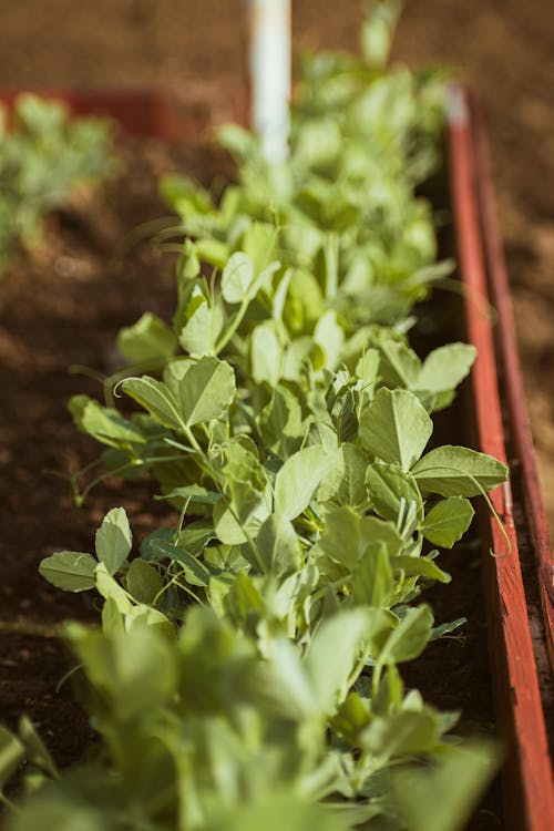 Photos gratuites de agriculture, aliments, aliments sains