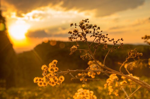 Weiße Blütenblätter Zur Goldenen Stunde