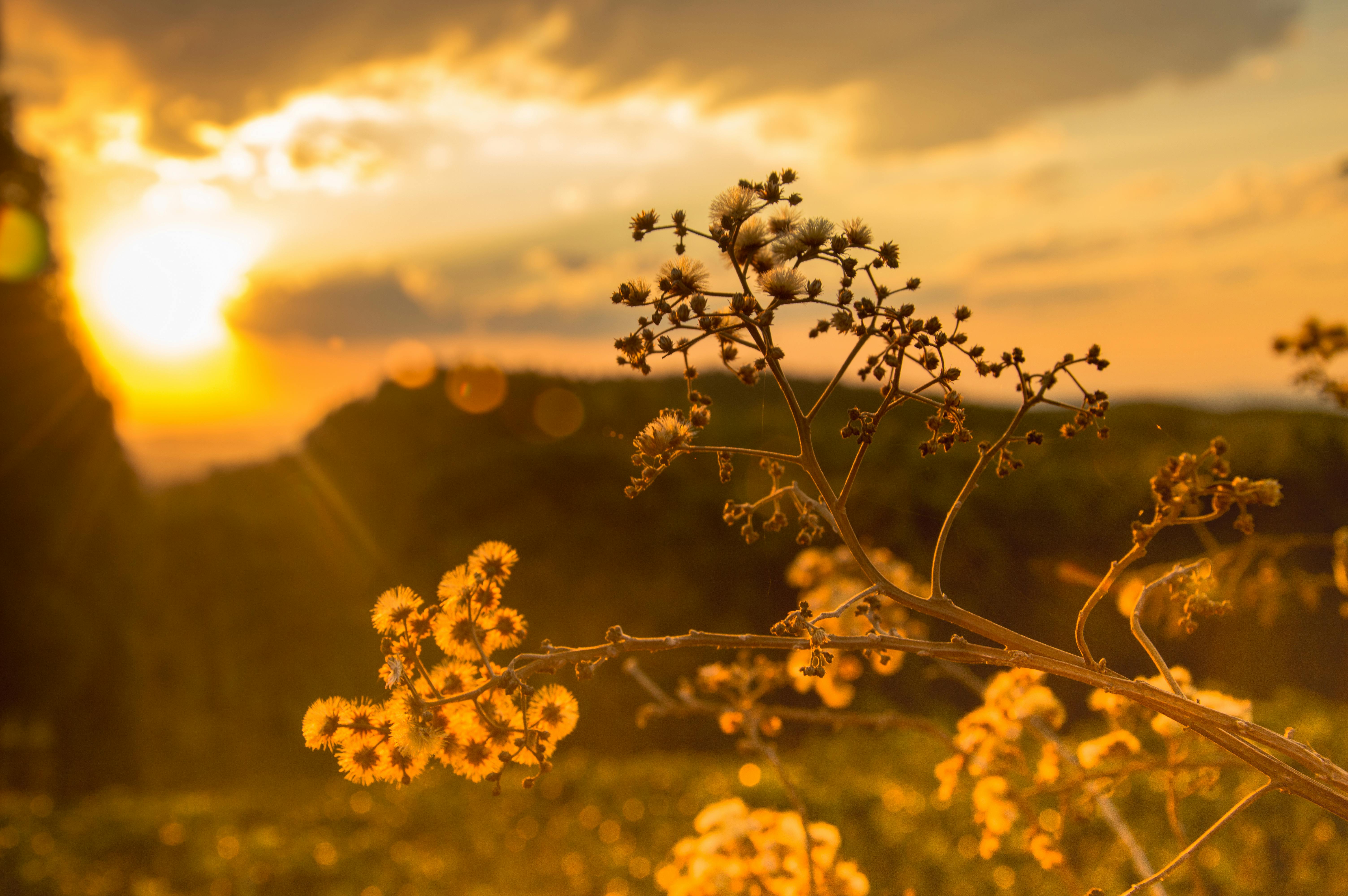 White Petaled Flowers at Golden Hour \u00b7 Free Stock Photo