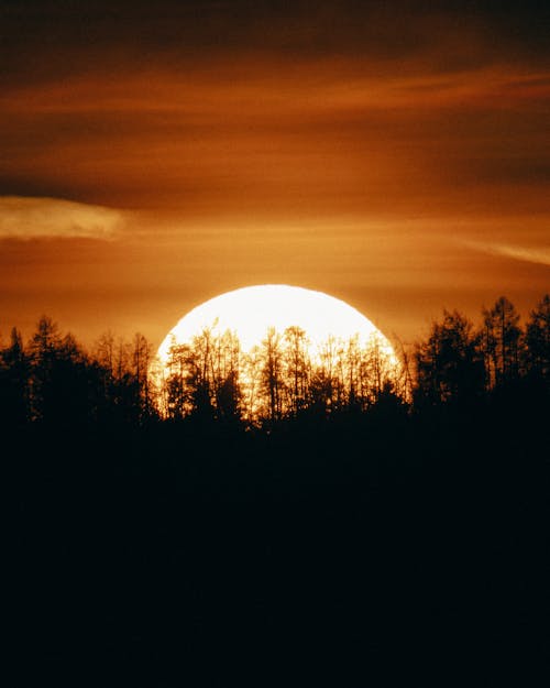 Silhouette of Trees at Sunset 