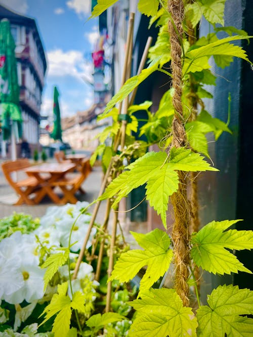 Free stock photo of beer, downtown, einbeck