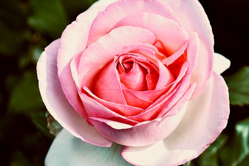 Close-up of a Pink Rose 