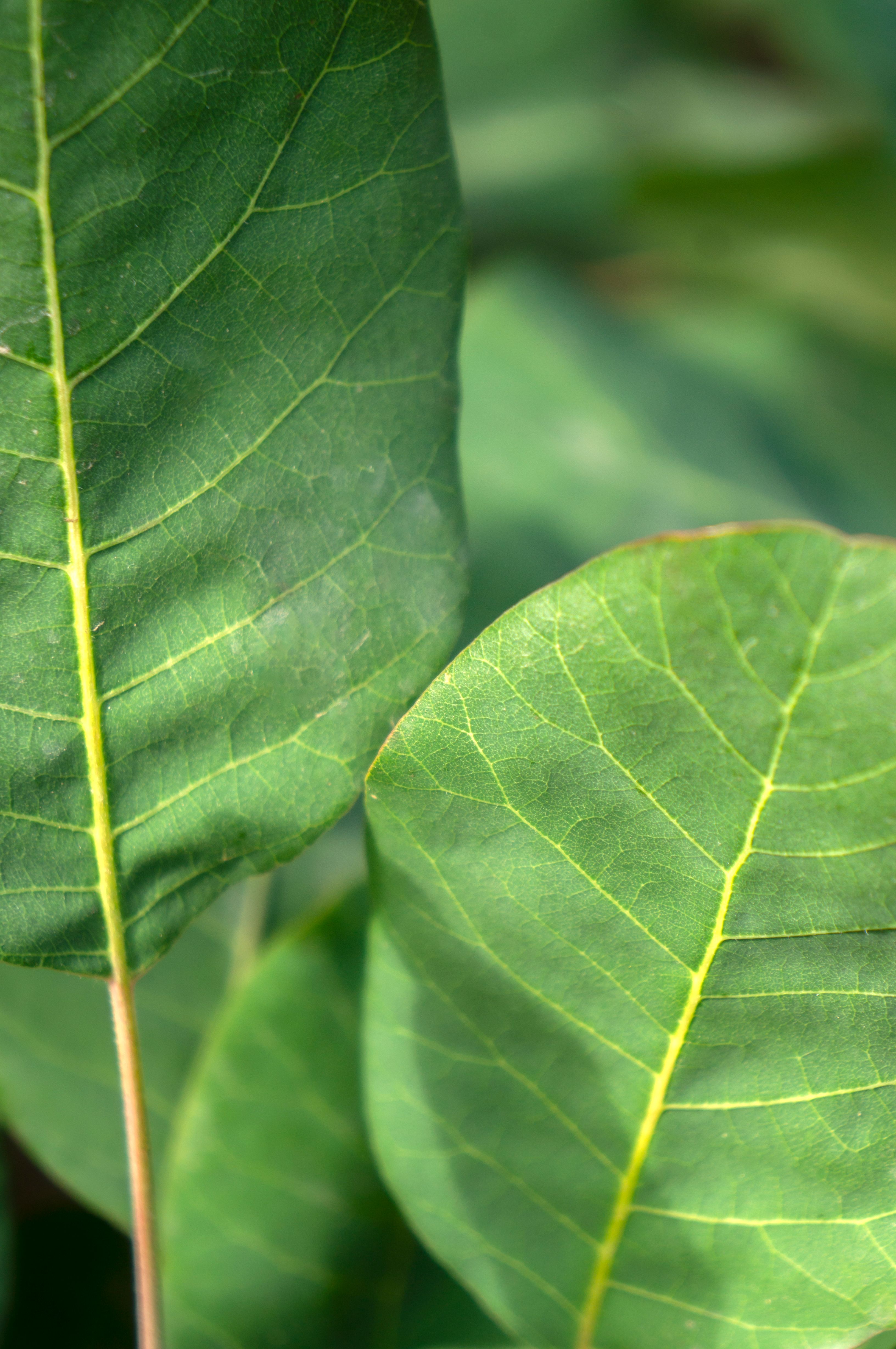 Gratis Immagine gratuita di ambiente, avvicinamento, botanica Foto a disposizione