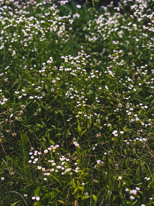 Free Field of daisy fleabanes in lush green South Korean meadow. Stock Photo