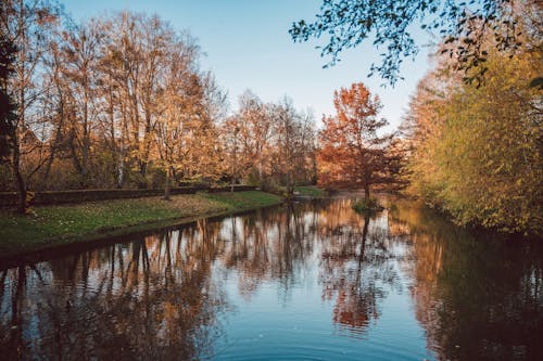 Autumn Trees Around Pond in Park