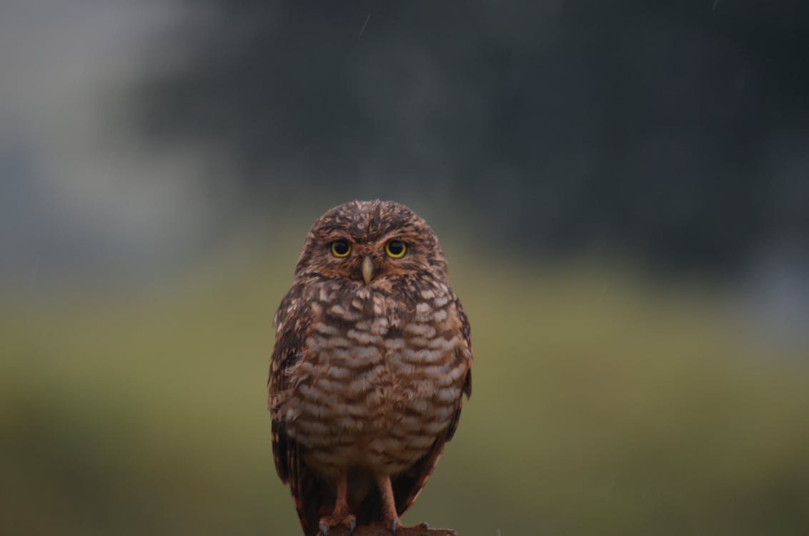 Selective Focus Photography of Brown Owl