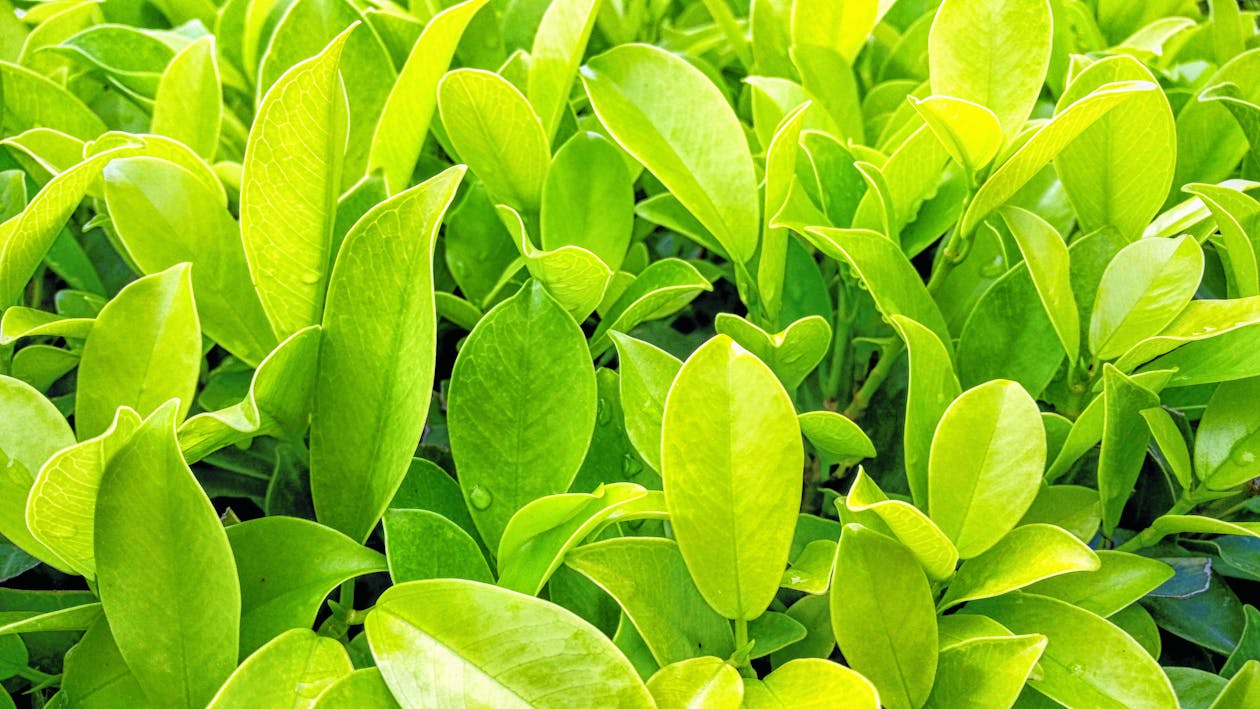 無料 緑の葉の植物 写真素材