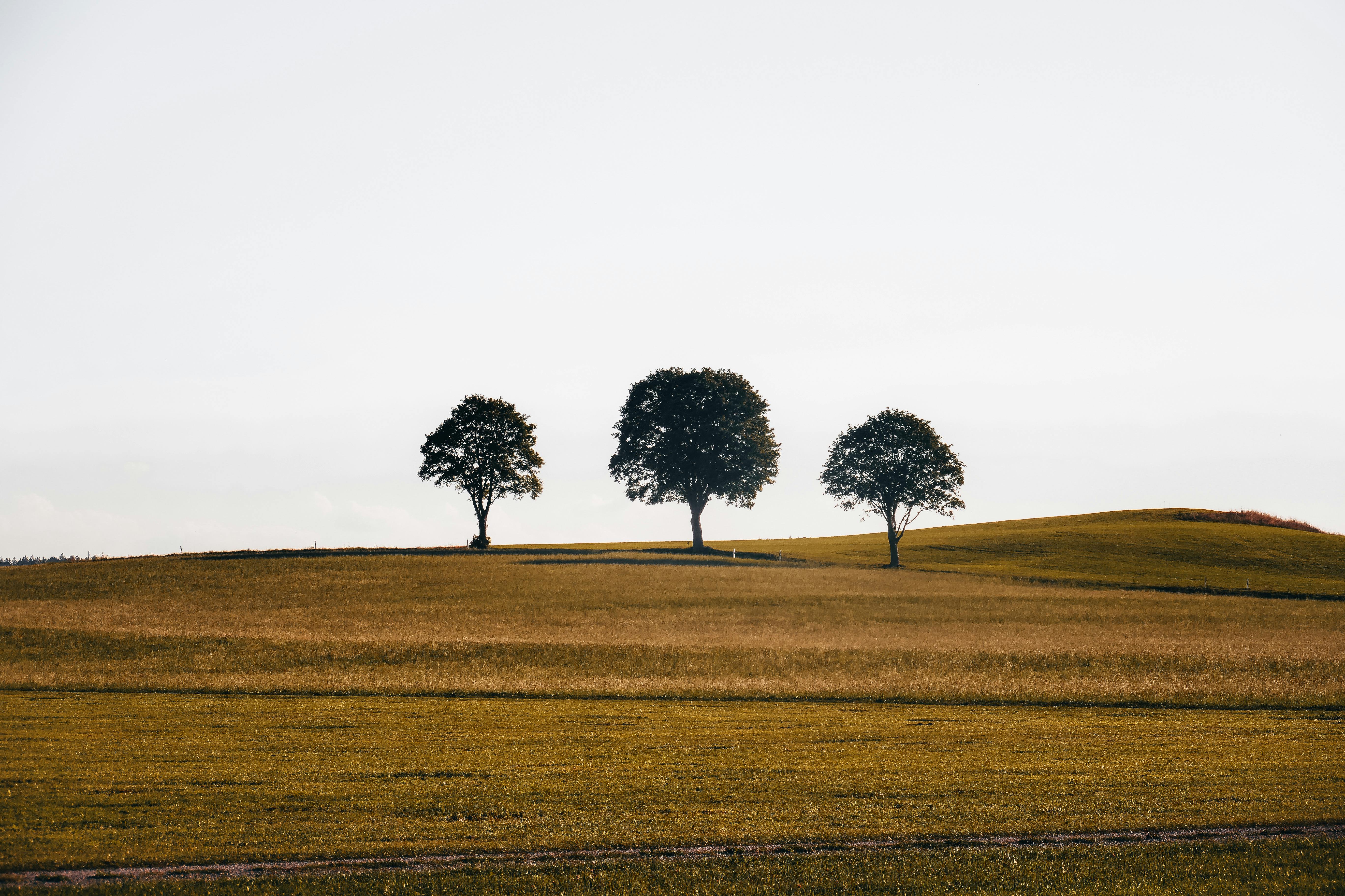 Peaceful rural scene with three trees on a grassy hill under a clear sky