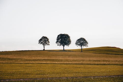 나무, 농촌의, 들판의 무료 스톡 사진