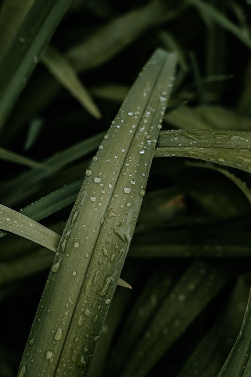 Free Raindrops on Green Leaves Stock Photo