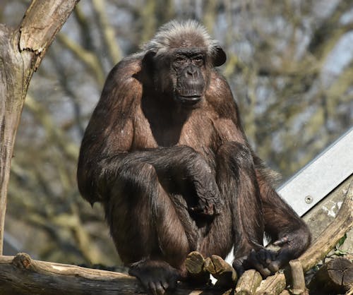 Foto profissional grátis de chimpanzé, em cativeiro, filial