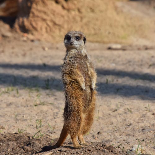 Alerted Meerkat in Desert