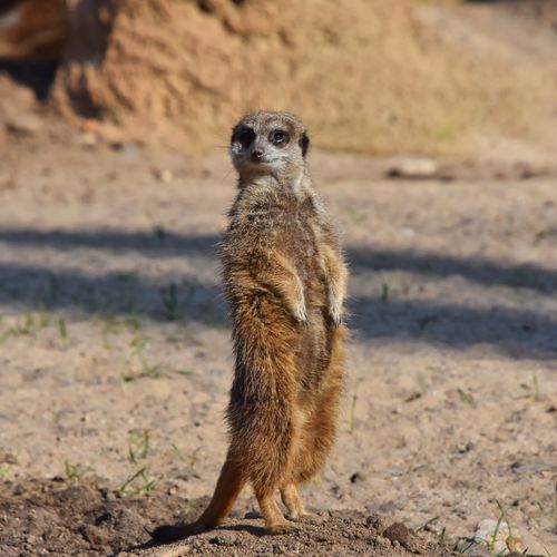 Free A meerkat stands alert in a sunny desert landscape, showcasing its natural behavior. Stock Photo