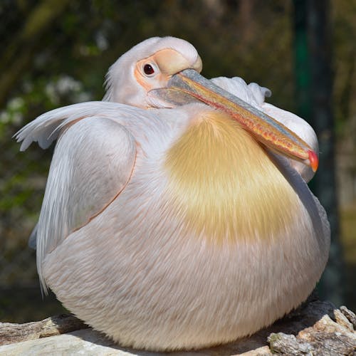 Foto profissional grátis de ave, fechar-se, fotografia animal