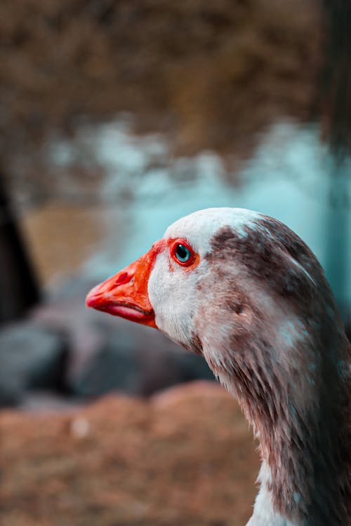 Close up of Goose Head