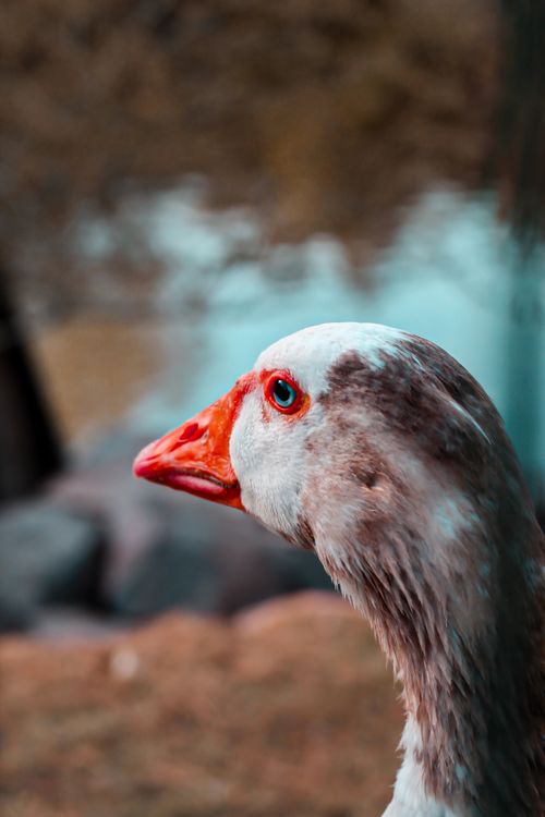 Free Detailed close-up of a goose head beside a pond in Ankara, Türkiye. Stock Photo
