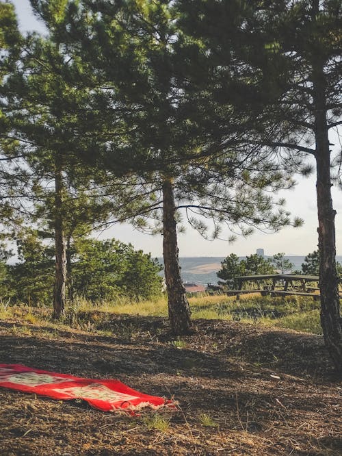 Fotobanka s bezplatnými fotkami na tému hory, ihličnatý, leto