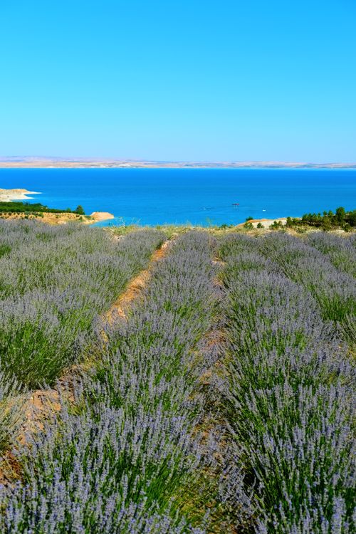 Free Stunning view of lavender fields stretching towards a vibrant blue sea under clear skies. Stock Photo