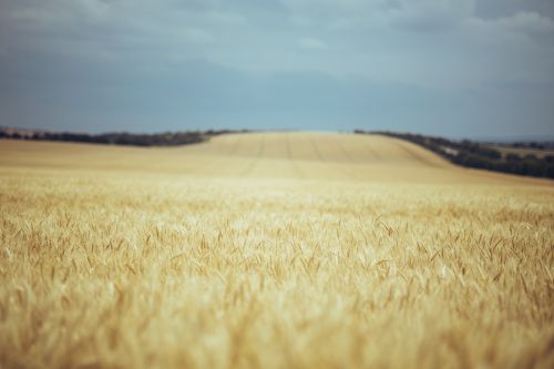Free Expansive wheat field in Moldova, showcasing rural serenity and natural beauty. Stock Photo